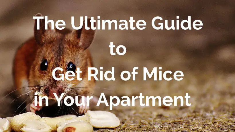 The ultimate guide to get rid of mice in your apartment