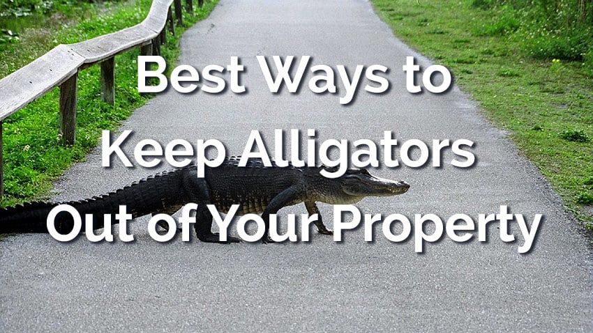 Keep alligators away from your yard and pool