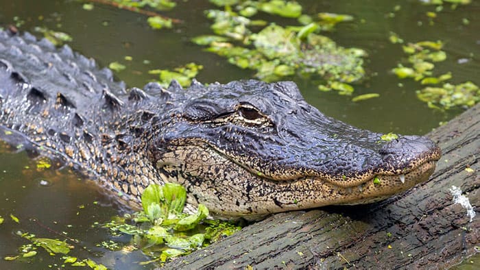 alligator speed on land vs in water