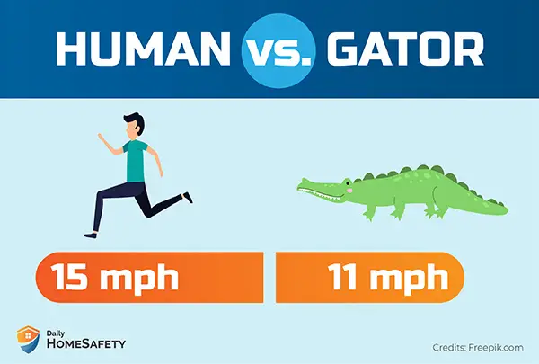 Can you outrun an alligator