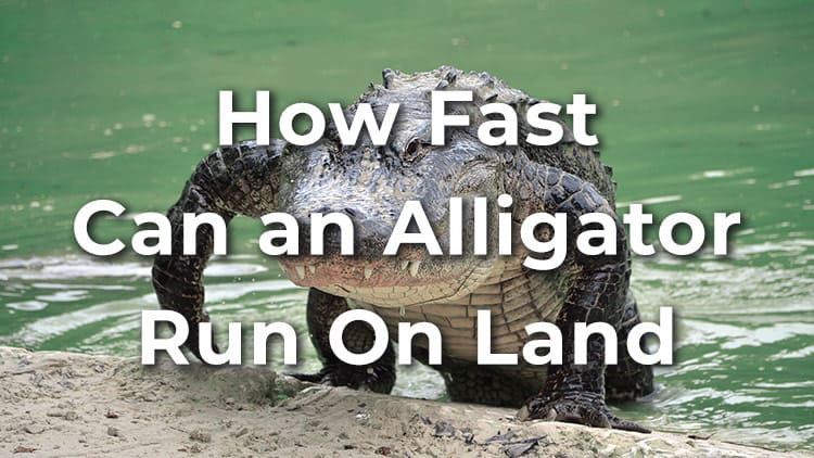 How fast can an alligator run on land