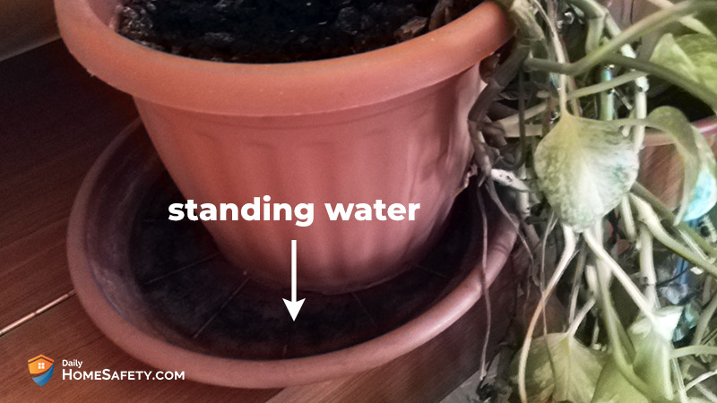 A plant in a pot with stagnant water in the saucer 