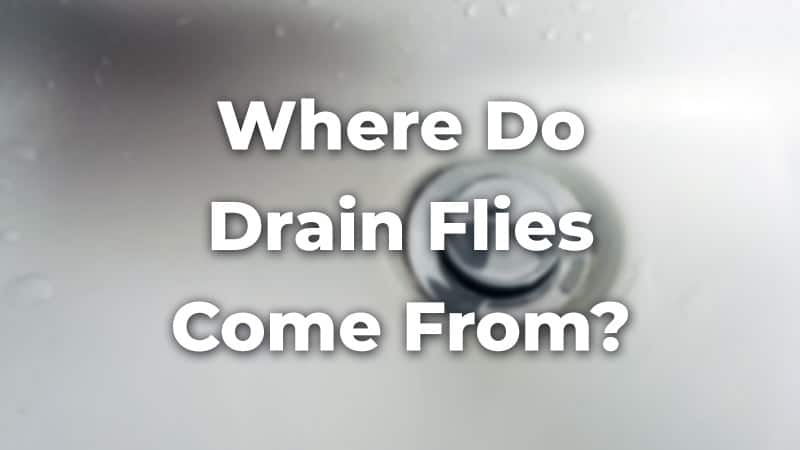 Where do drain flies come from