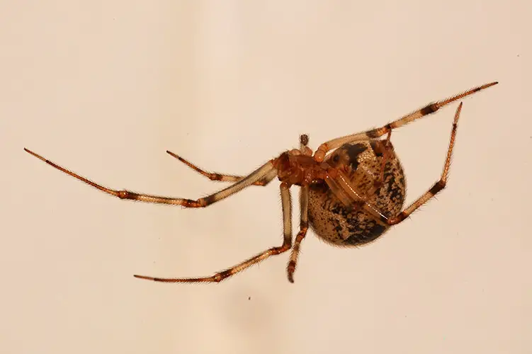 An adult American house spider