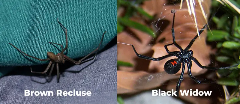 Black Widow and Brown Recluse spiders