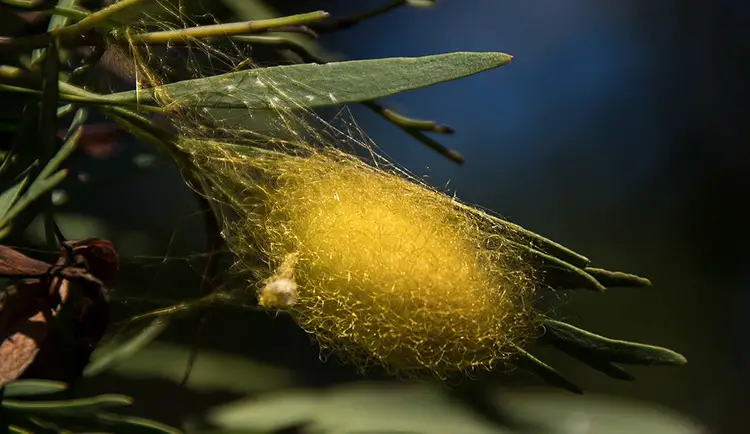 A yellowish spider egg sac attached to a plant