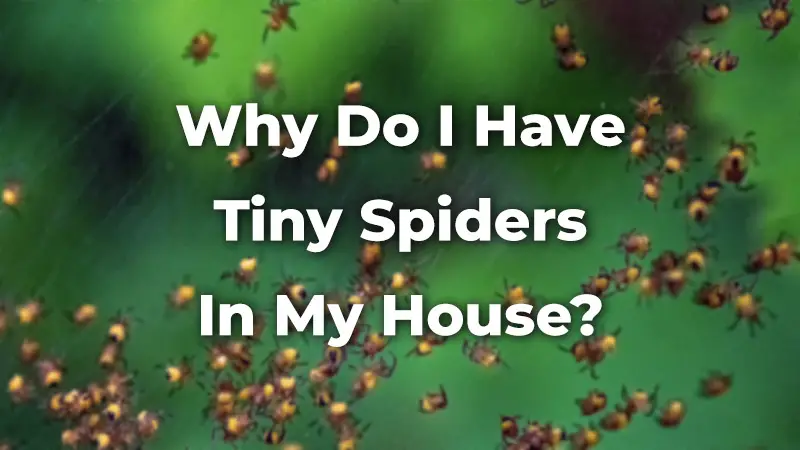 Lots of tiny spiders