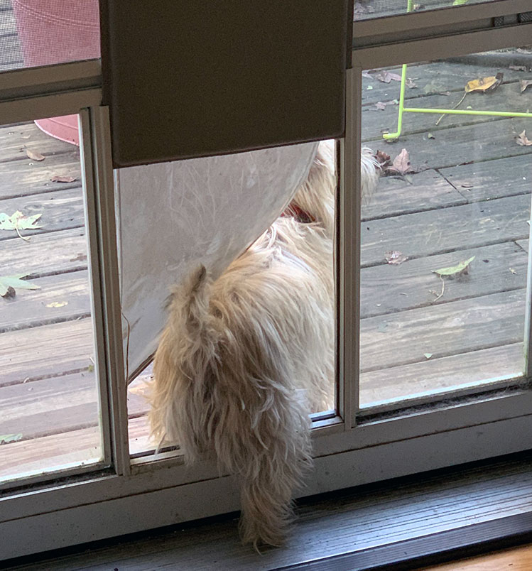 A dog door that opens onto the patio and a white dog passes through it