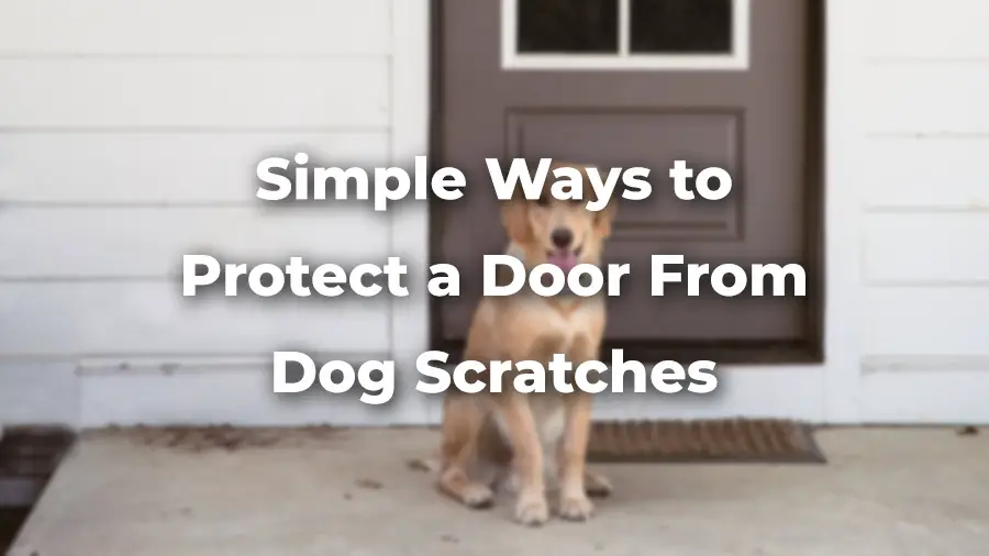Simple ways to protect a door from dog scratches