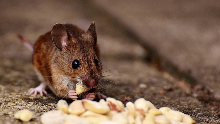 A close-up of a mouse eating nuts