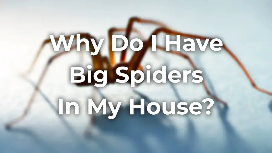 Why do I have big spiders in my house